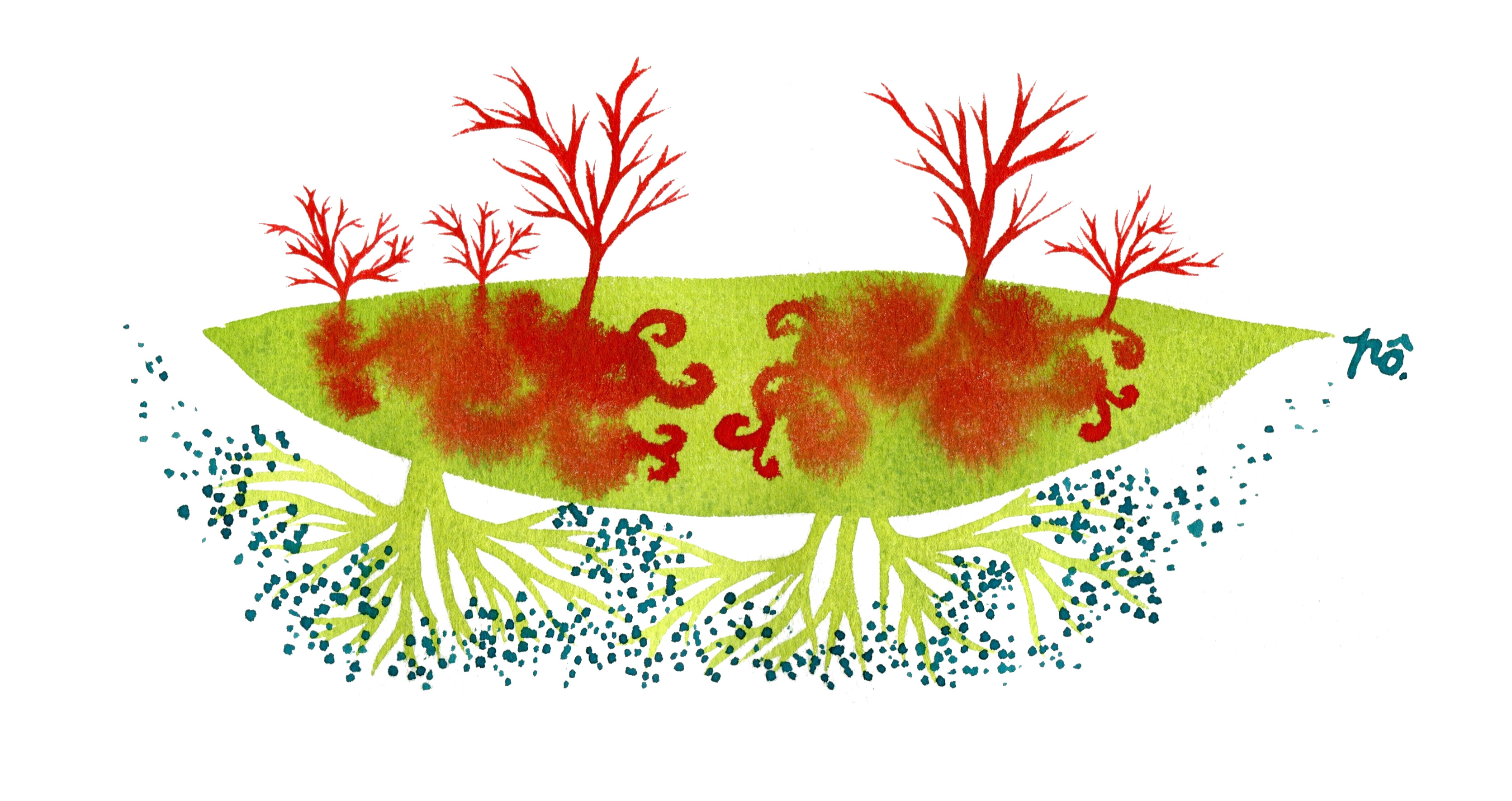 île causse verouge rizôm