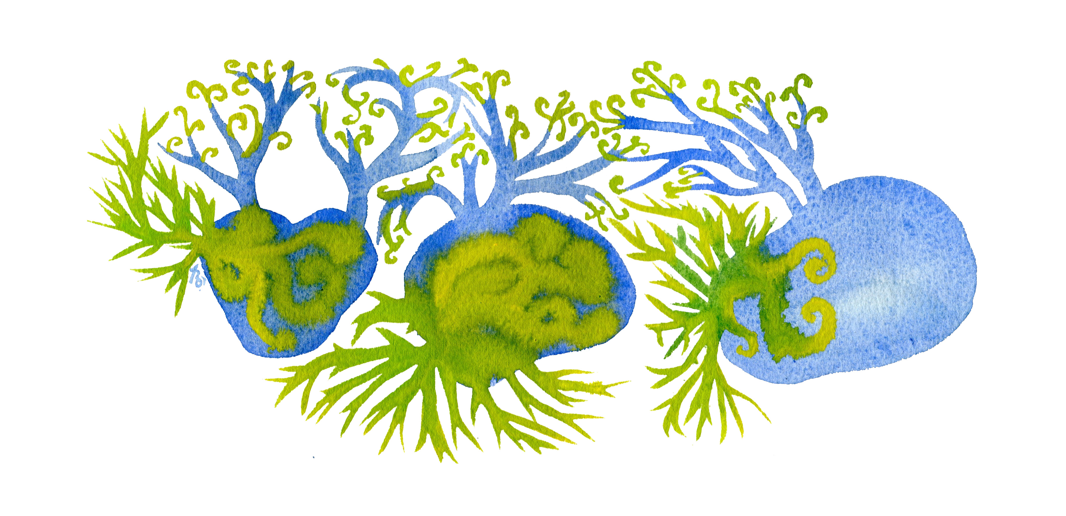 île patates germées